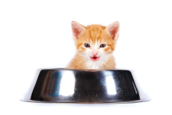 Рыжий котенок в большой миске для корма — стоковое фото