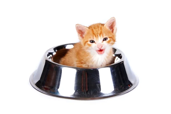 Red kitten in the big bowl for a forage — Stock Photo, Image