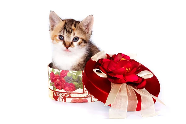 Разноцветные котенка в подарочной коробке — стоковое фото