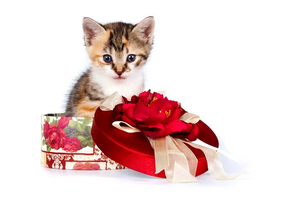 Разноцветные котенка в подарочной коробке — стоковое фото