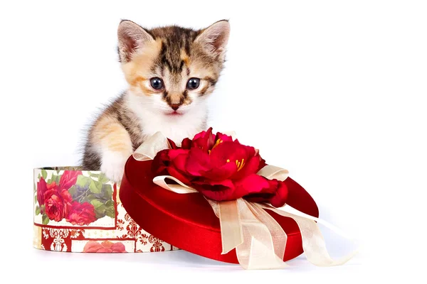 Multi-colored kitten in a gift box — Stock Photo, Image