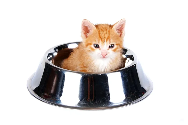 Gattino rosso nella ciotola grande per un foraggio — Foto Stock