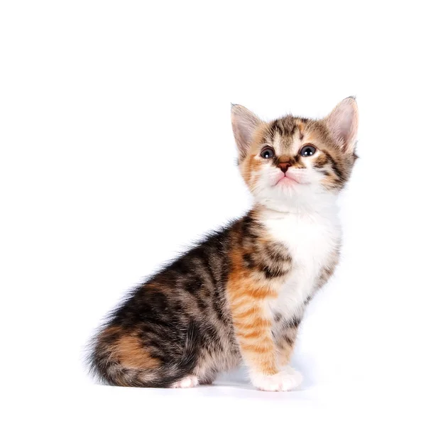 Çok renkli küçük yavru kedi — Stok fotoğraf