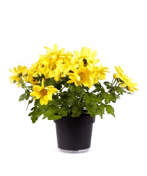 stock image Yellow chrysanthemum in a pot