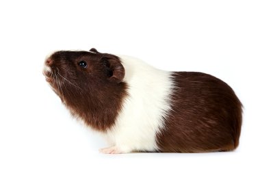 Guinea pigs clipart