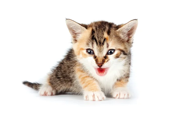 Çok renkli küçük yavru kedi — Stok fotoğraf