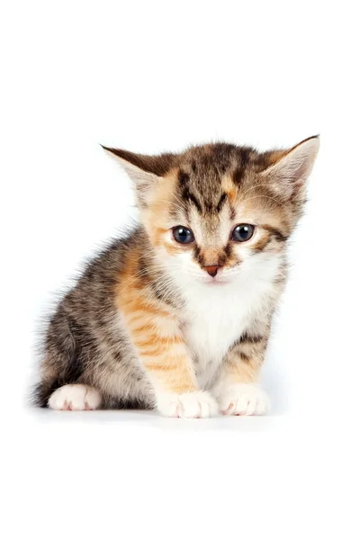 Multi-gekleurde kleine kitten — Stockfoto