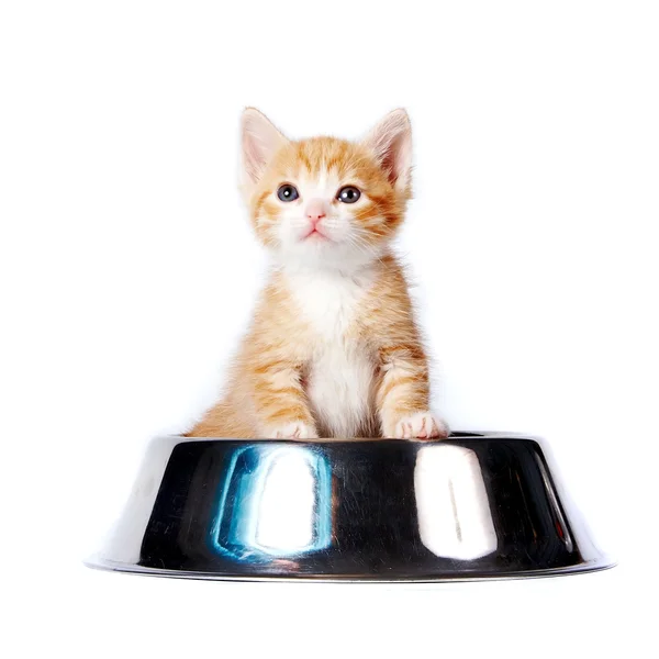 Rode katje in de grote bowl voor een voedergewassen — Stockfoto