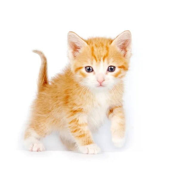 Küçük kırmızı meraklı yavru kedi — Stok fotoğraf