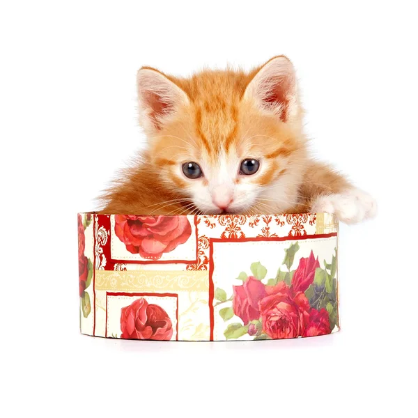 Рыжий котенок в подарочной коробке — стоковое фото