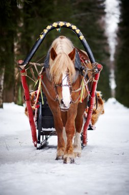 The horse harnessed in sledge clipart