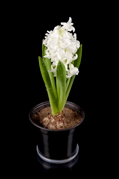 White hyacinth — Stock Photo, Image