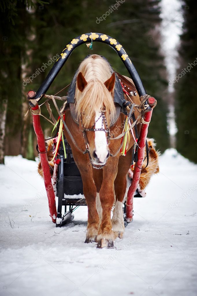 The horse harnessed in sledge