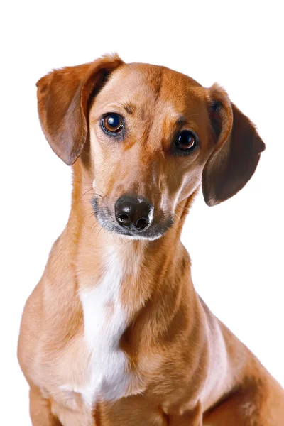 Kırmızı dachshund portresi — Stok fotoğraf