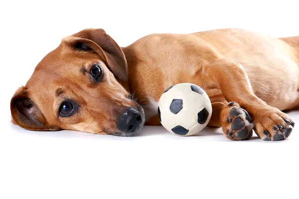 stock image The red dachshund with a ball lies