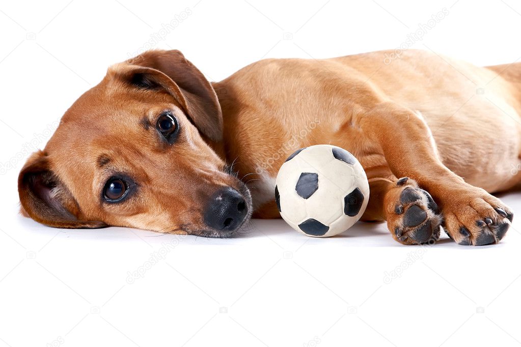The red dachshund with a ball lies