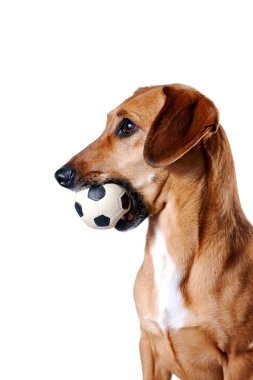 bir top kırmızı dachshund yatıyor