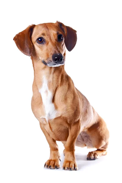 Kırmızı dachshund — Stok fotoğraf