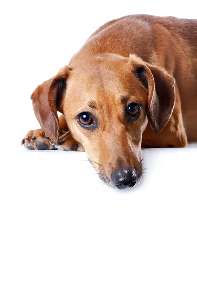Portrait of the red dachshund — Stock Photo, Image