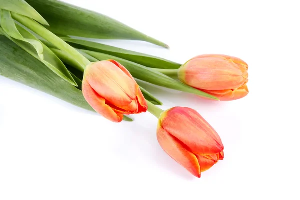 The bouquet of red tulips — Stock Photo, Image