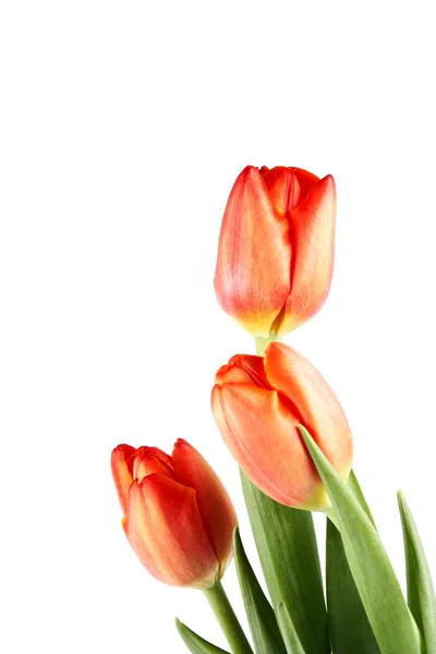Il bouquet di tulipani rossi — Foto Stock