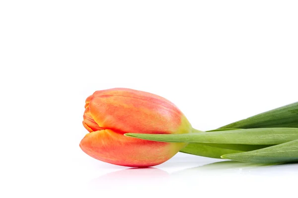 The red tulip — Stock Photo, Image