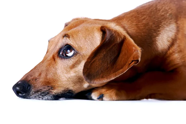 Portrait of the red dachshund — Stock Photo, Image