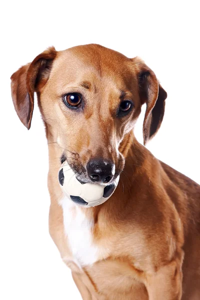 Red dachshund with a ball — Stock Photo, Image