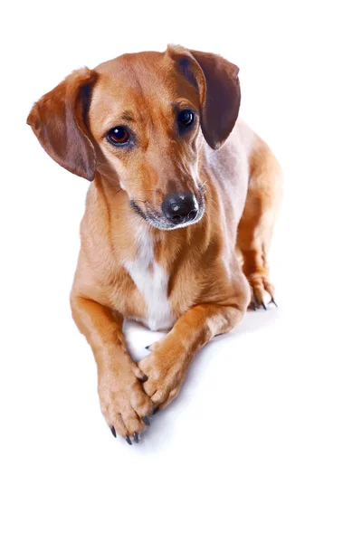 O dachshund vermelho — Fotografia de Stock