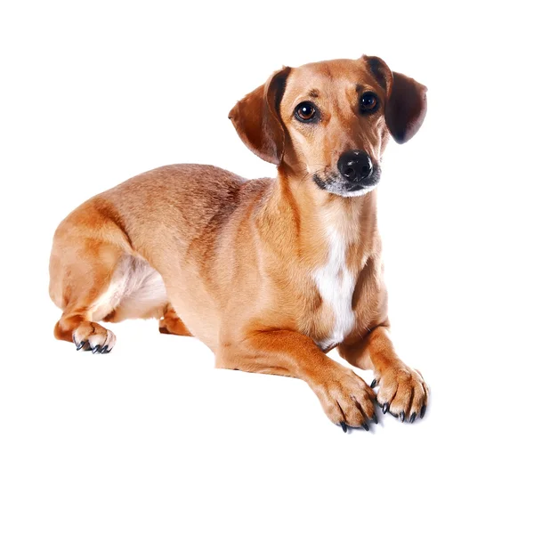 El perro salchicha rojo — Foto de Stock