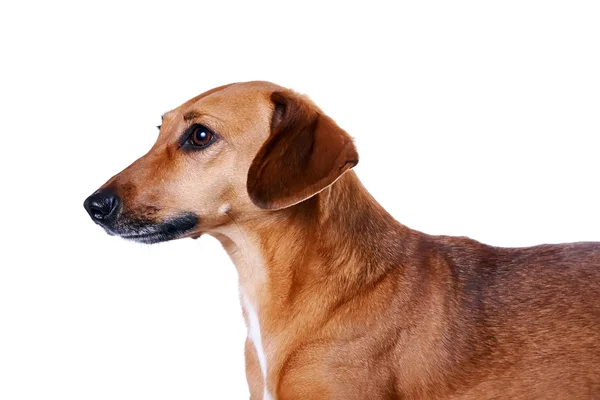 Πορτρέτο του κόκκινο το είδος γερμανικού κυνηγετικού σκύλου — Φωτογραφία Αρχείου