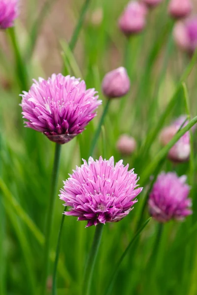 stock image Chive Blossoms in the Garden (Allium Schoenoprasum)