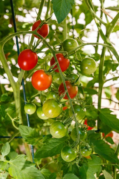 stock image Cherry Tomatoes Growing on the Vine