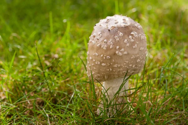 stock image Young Wild Mushroom (Amanita Rubescens) Growing in a Grass Lawn