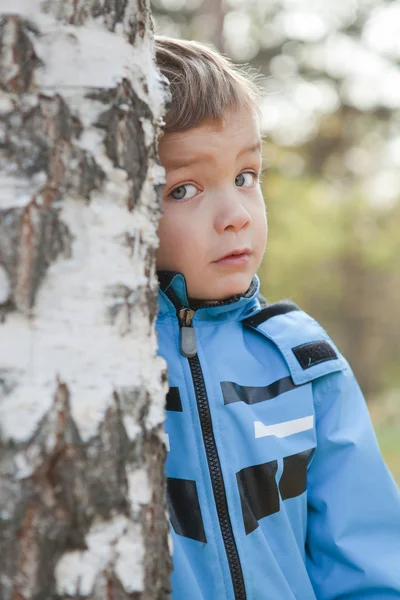 Pequeño niño mira fuera de abedul, caída, parque — Foto de Stock