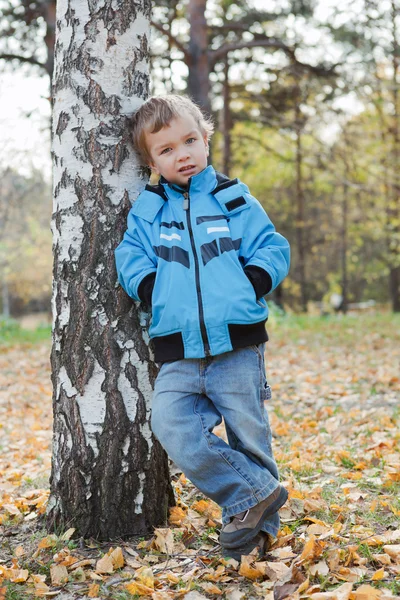 Niño con chaqueta y jeans, apoyado contra abedul, otoño par — Foto de Stock