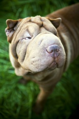 shar pei köpek portre Bahçe