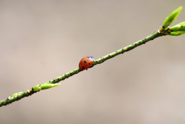 uğur böceği