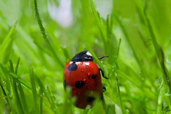 Ladybug with dew — Stock Photo, Image