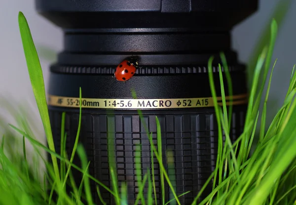 Ladybird on lens — Stock Photo, Image