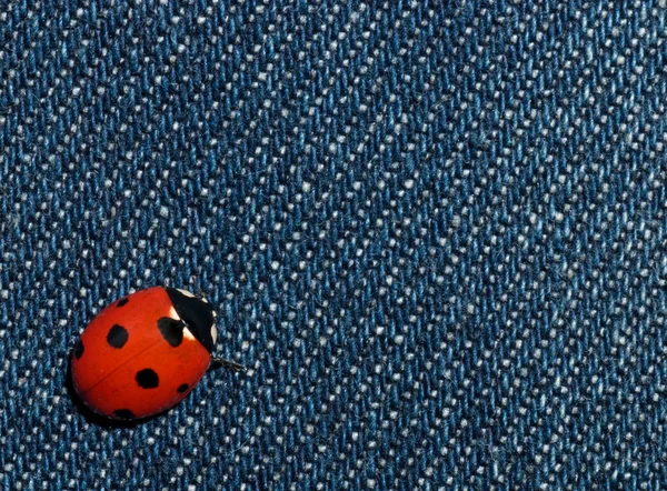 Ladybird on jeans — Stock Photo, Image