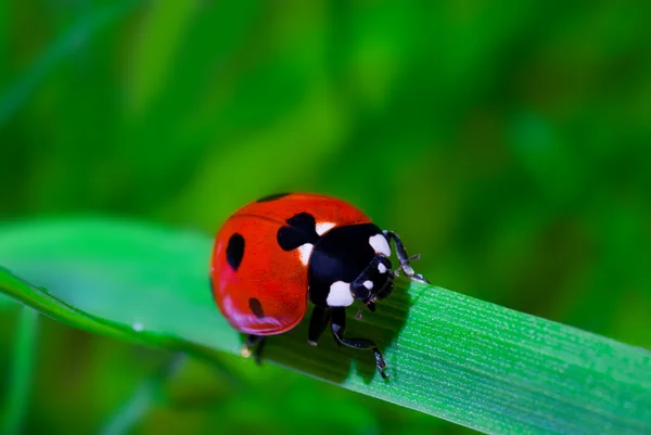 Ladybird — Stock Photo, Image