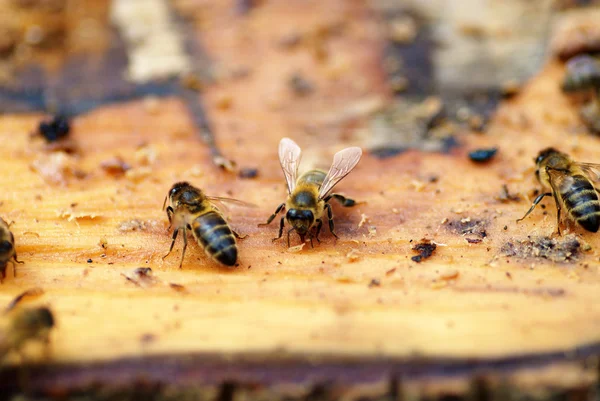 Бджіл збирати нектар — стокове фото
