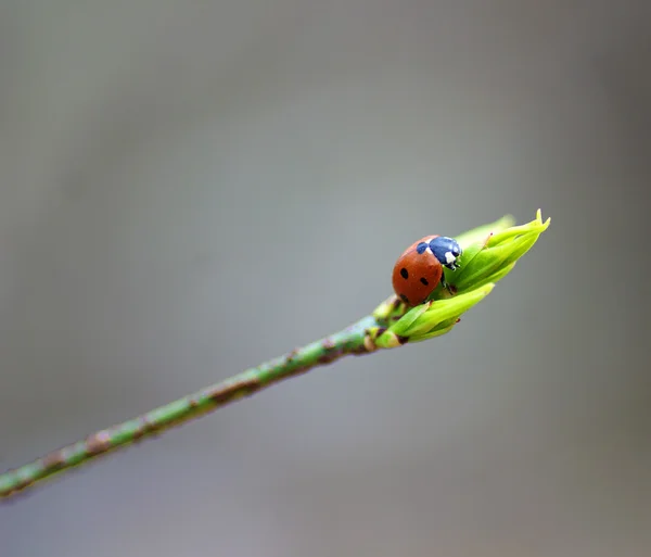 Ladybird — Stock Photo, Image