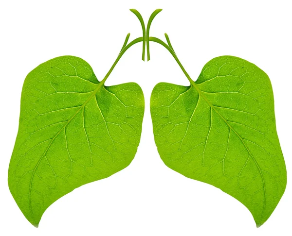 Pulmones verdes — Foto de Stock