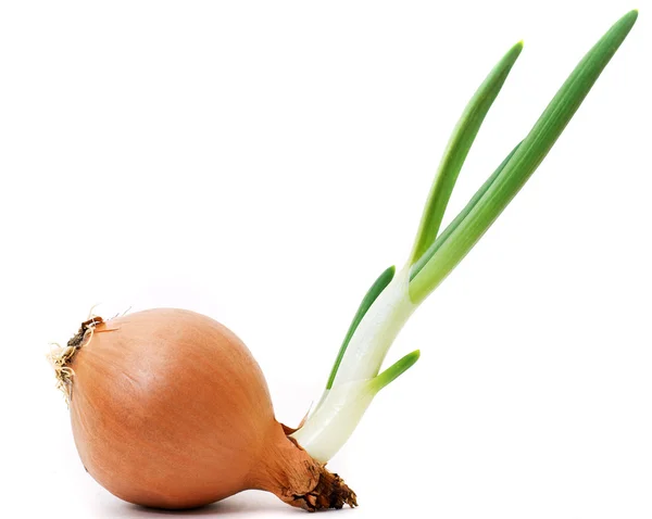 Onion on white — Stock Photo, Image