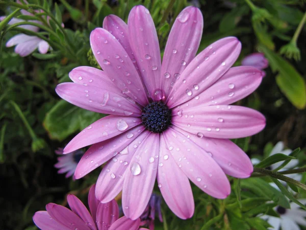 Daisy wet — Stock Photo, Image