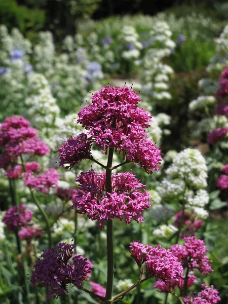 stock image Flowers