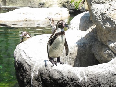 Pingüino subido a una roca en el zoo