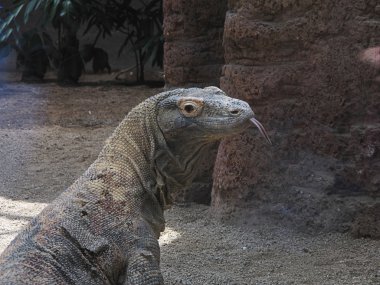 Dragón komodo